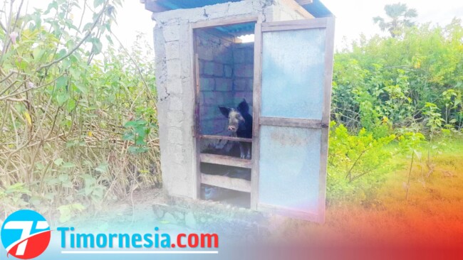 Ket. Foto : Kondisi Salah Satu Bangunan Septic Tank Yang Digunakan Untuk Kandang Babi Di Kabupaten Malaka/YK
