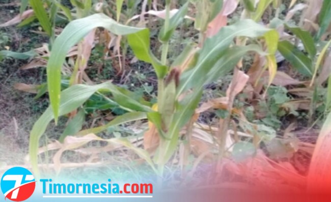 Ket. Foto : Kondisi Lahan Pertanian Warga Di Kecamatan Rinhat, Kabupaten Malaka/AB