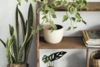 Lidah mertua atau snake plant merupakan tanaman hias yang populer karena bentuknya yang unik dan manfaatnya yang luar biasa/Timornesia 