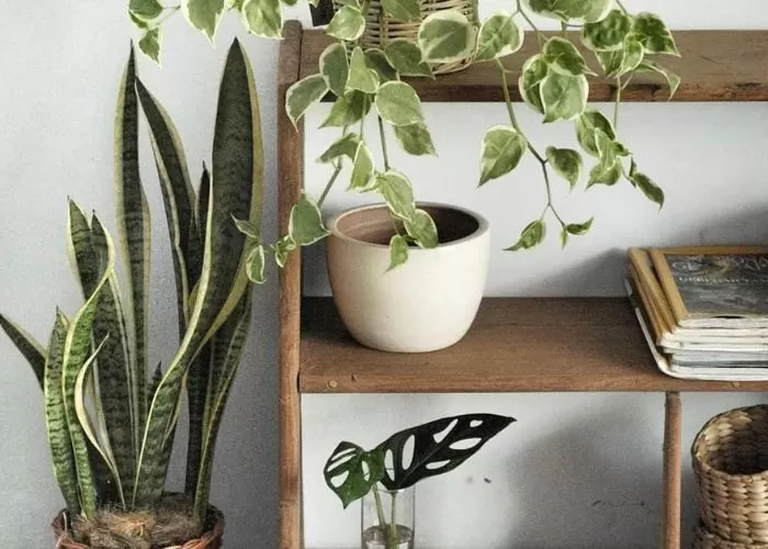 Lidah mertua atau snake plant merupakan tanaman hias yang populer karena bentuknya yang unik dan manfaatnya yang luar biasa/Timornesia 