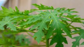 Manfaat konsumsi daun pepaya/dok Timornesia 