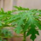 Manfaat konsumsi daun pepaya/dok Timornesia 