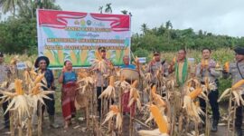Panen jagung di Malaka dipimpin Kapolres bersama petani lokal/Timornesia 