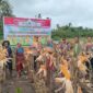 Panen jagung di Malaka dipimpin Kapolres bersama petani lokal/Timornesia 