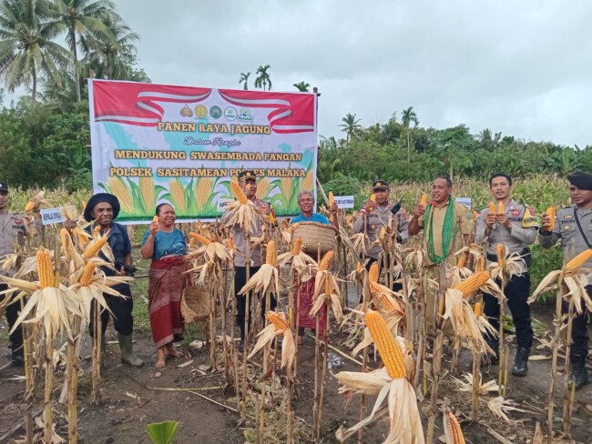 Panen jagung di Malaka dipimpin Kapolres bersama petani lokal/Timornesia 