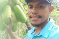 Ket foto : Petani pepaya California sukses di Timor Tengah Utara raih Rp5 juta/bulan dari lahan 25 are/dok pribadi/es/Timornesia 