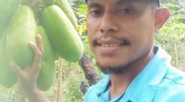 Ket foto : Petani pepaya California sukses di Timor Tengah Utara raih Rp5 juta/bulan dari lahan 25 are/dok pribadi/es/Timornesia 