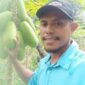 Ket foto : Petani pepaya California sukses di Timor Tengah Utara raih Rp5 juta/bulan dari lahan 25 are/dok pribadi/es/Timornesia 