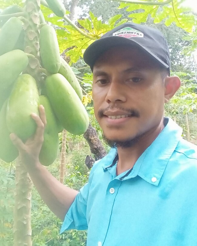 Ket foto : Petani pepaya California sukses di Timor Tengah Utara raih Rp5 juta/bulan dari lahan 25 are/dok pribadi/es/Timornesia 