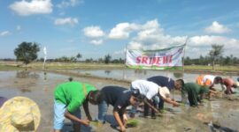 Ket Foto: Kelompok Tani Efata II melaksanakan acara tanam simbolis padi hibrida Sridewi pada areal demplot di Desa Motaulun, Kecamatan Malaka Barat, Kabupaten Malaka/dok pribadi/NN/Timornesia 
