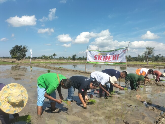 Ket Foto: Kelompok Tani Efata II melaksanakan acara tanam simbolis padi hibrida Sridewi pada areal demplot di Desa Motaulun, Kecamatan Malaka Barat, Kabupaten Malaka/dok pribadi/NN/Timornesia 