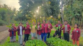 Mahasiswa KKN Sekolah Tinggi Ilmu Hukum stih Cendana Wangi panen sayur bersama Kepala Desa/dok pribadi/ES/Timornesia 