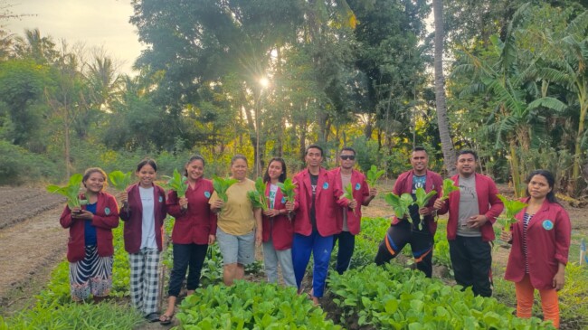 Mahasiswa KKN Sekolah Tinggi Ilmu Hukum stih Cendana Wangi panen sayur bersama Kepala Desa/dok pribadi/ES/Timornesia 