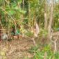 Kades Motaain bersama warga tanam anakan bambu, pisang dan rumput gajah di sekitar lokasi tanggul/dok pribadi/Ak/Timornesia 