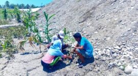 Masyarakat Oan Mane Tanam anakan bambu di sepanjang tanggul di DAS Benenai/dok pribadi/Nn/Timornesia 