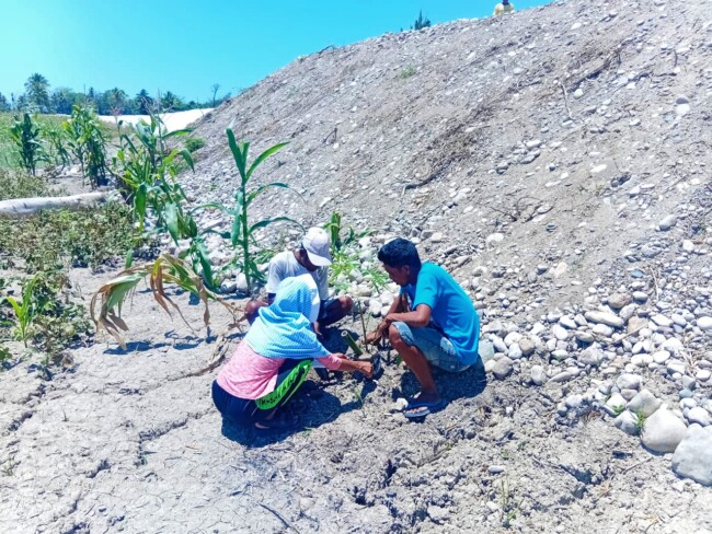 Masyarakat Oan Mane Tanam anakan bambu di sepanjang tanggul di DAS Benenai/dok pribadi/Nn/Timornesia 