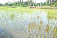 Salah satu area persawahan milik masyarakat di Kecamatan Weliman/dok pribadi/Timornesia