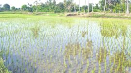 Salah satu area persawahan milik masyarakat di Kecamatan Weliman/dok pribadi/Timornesia