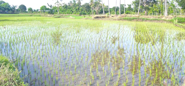 Salah satu area persawahan milik masyarakat di Kecamatan Weliman/dok pribadi/Timornesia