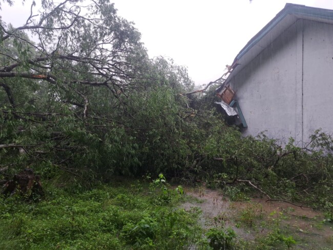Pohon asam tumbang mengakibatkan kerusakan pada fasilitas SMPK Sulama Kada, Sabtu 25/4/2026/dok ml/Timornesia